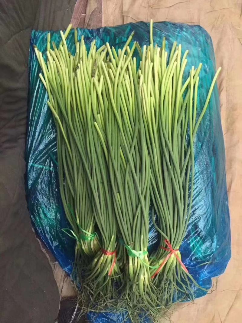 山东冷库蒜薹，白帽蒜薹，绿帽蒜薹源充足，保质保量诚信经营