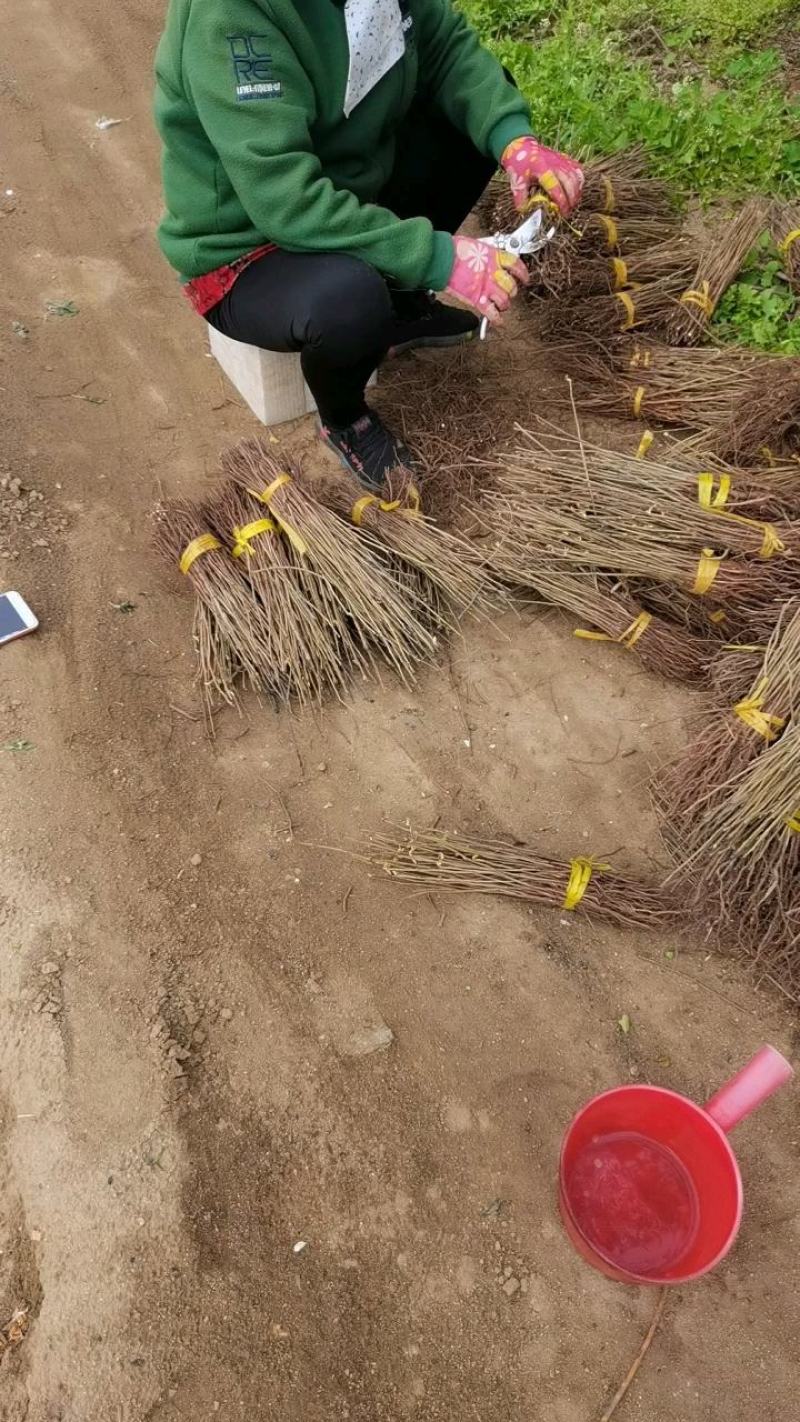 山丁苗，嫁接苹果苗砧木，自产自销，保证成活率，保证质量