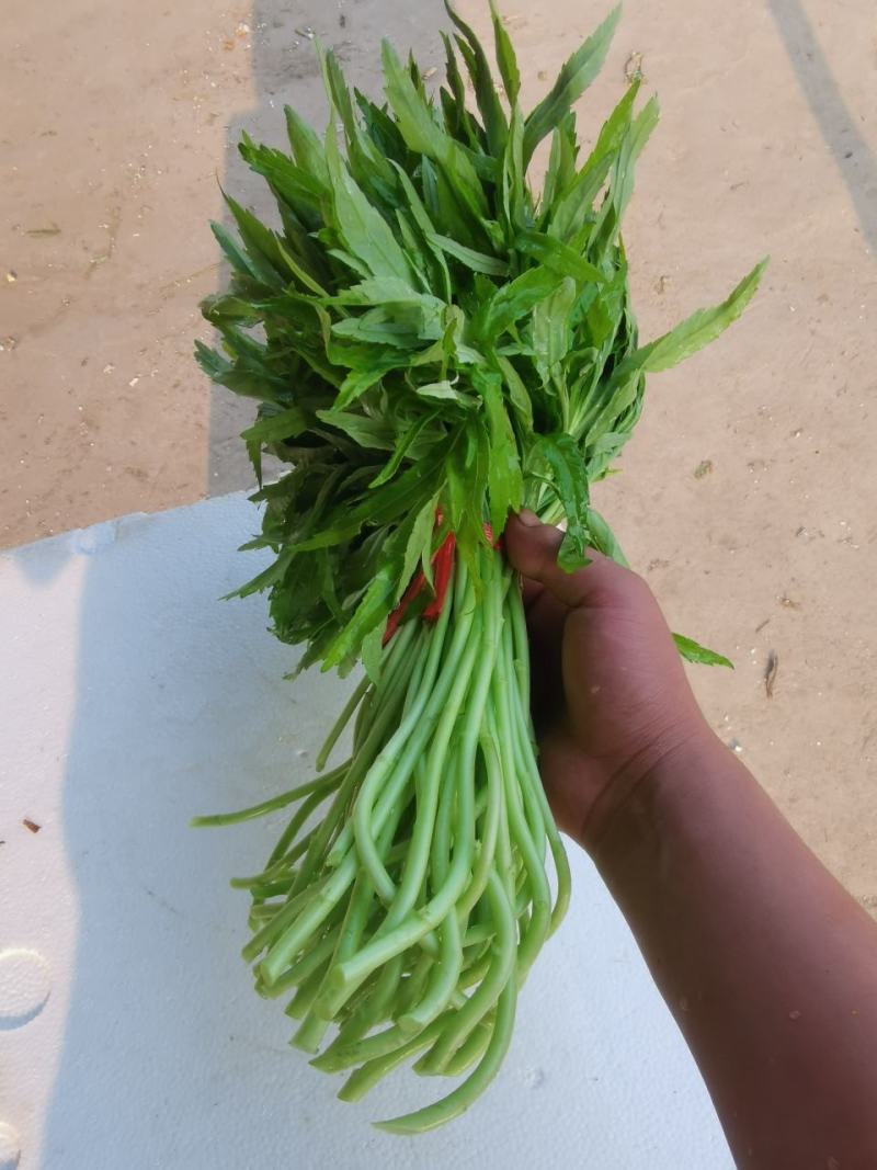 芦篙