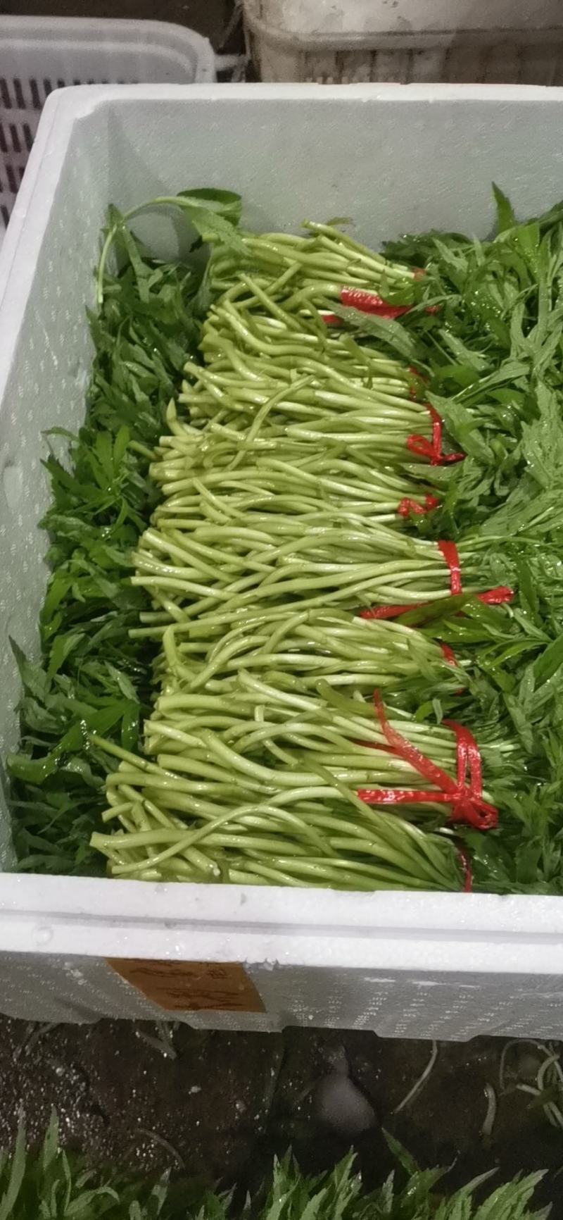 芦篙