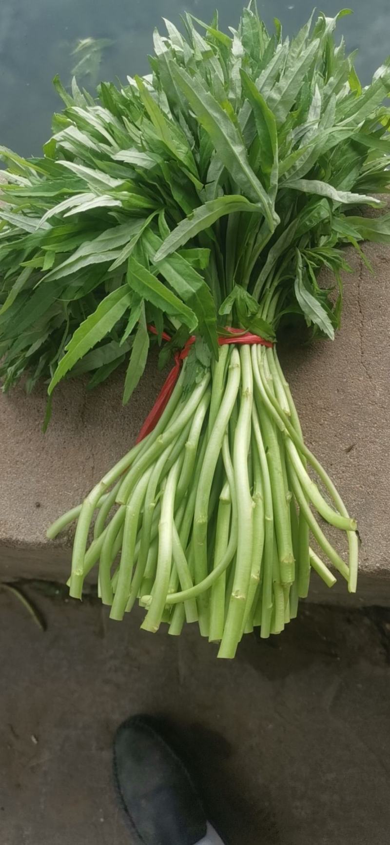 芦篙