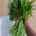 芦篙