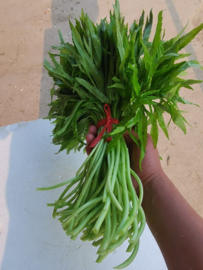 芦篙