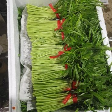 芦篙