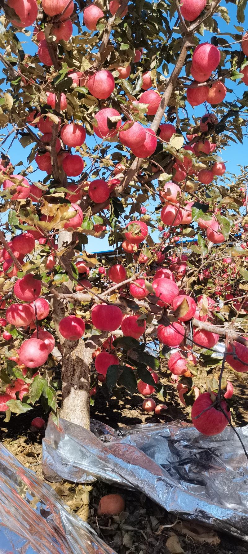 红色之爱一年到三年生的果树苗，由瑞士引进的新品种，含花青