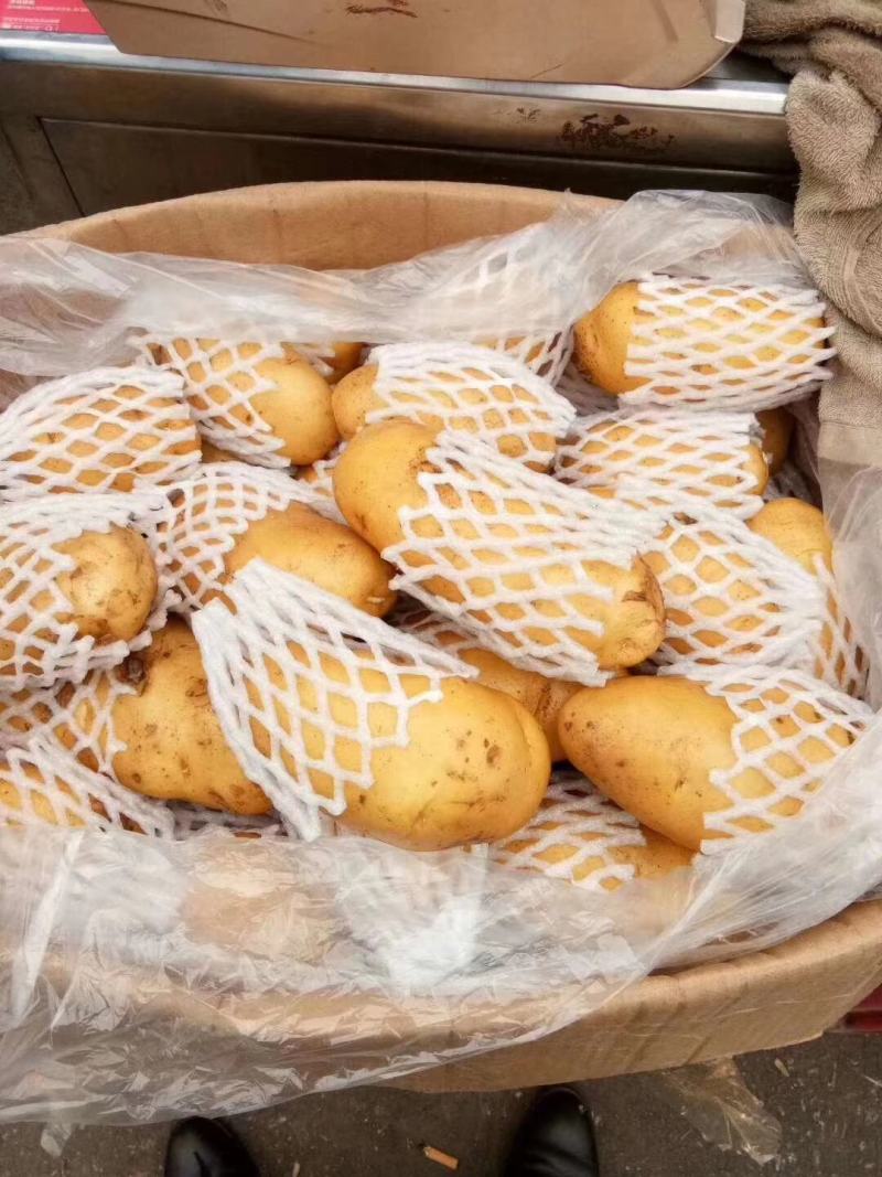 山东冷库黄心土豆V7土豆荷兰十五沃土豆大量出库全国发货