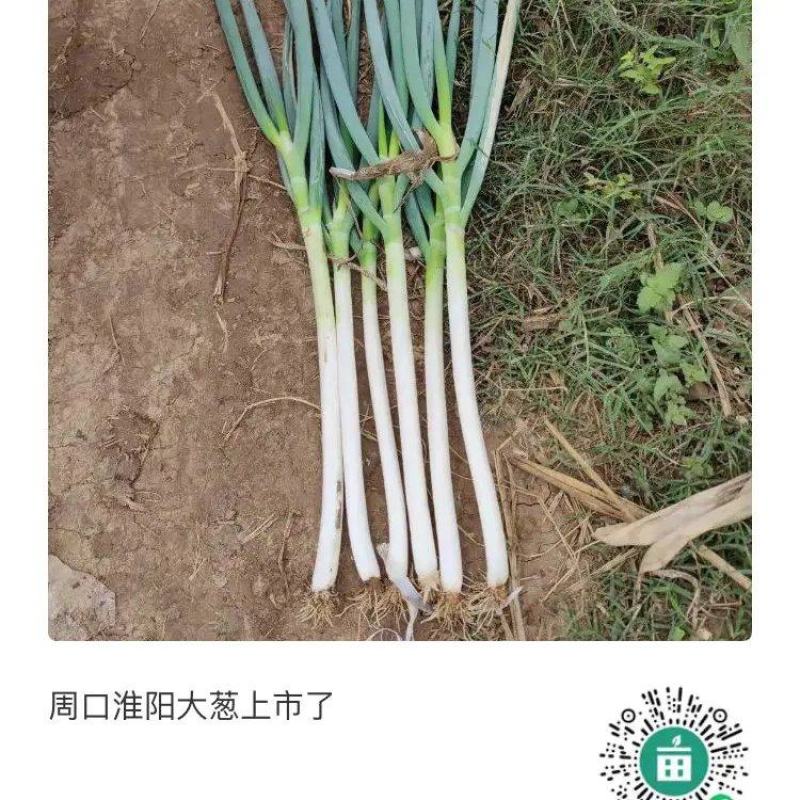 铁杆大葱