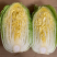 热销白菜山东白菜胶东白菜黄心白菜