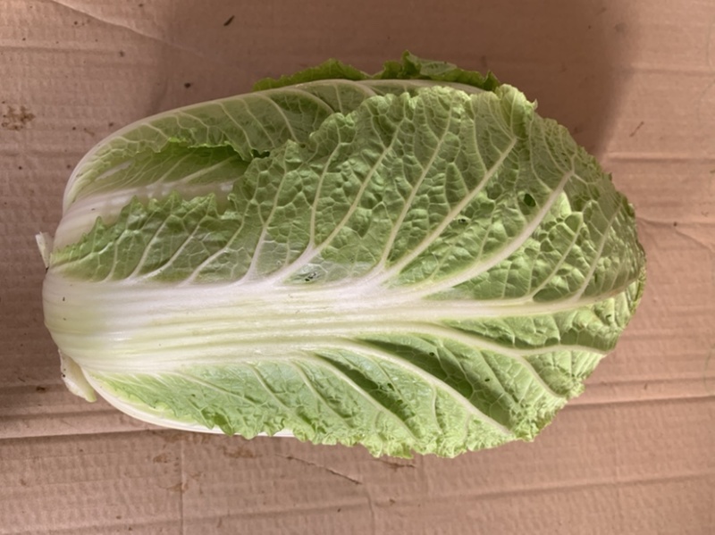 热销白菜山东白菜胶东白菜黄心白菜