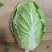 热销白菜山东白菜胶东白菜黄心白菜