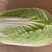 热销白菜山东白菜胶东白菜黄心白菜