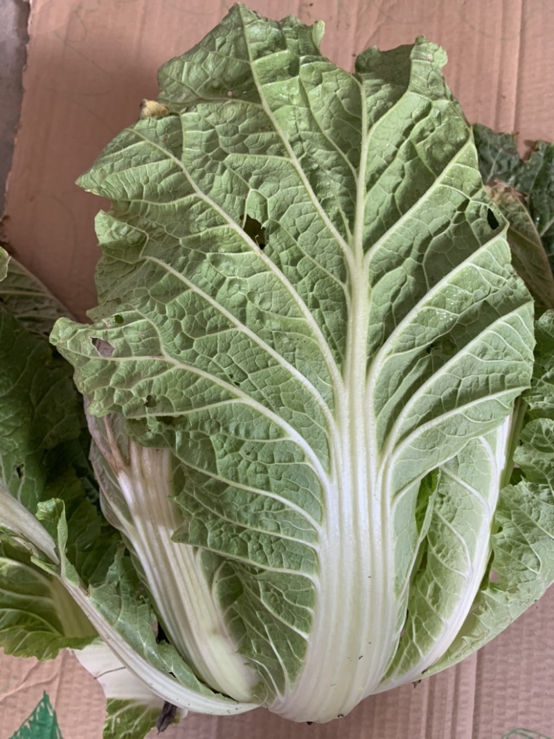 热销白菜山东白菜胶东白菜黄心白菜