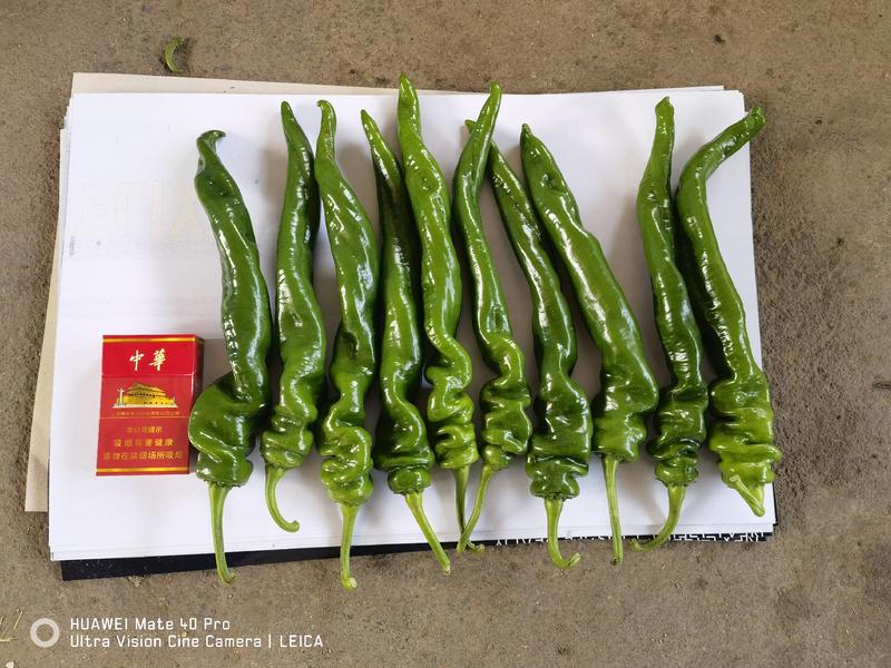 鲜辣椒，精品螺丝椒，龙椒，一手货源，质量保证，全国发货