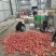 濮阳南乐绿色无公害基地硬粉西红柿大量上市中，诚招天下客商
