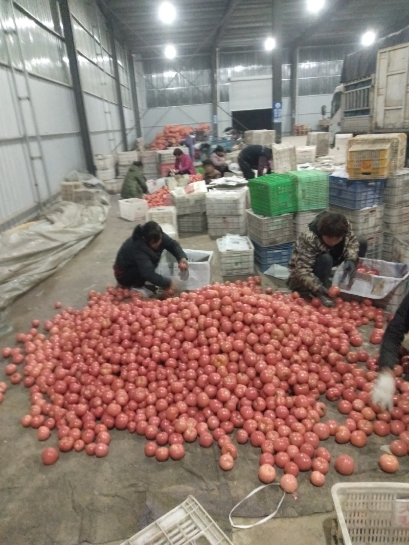 濮阳南乐绿色无公害基地硬粉西红柿大量上市中，诚招天下客商