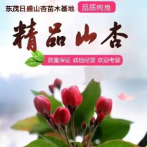 山杏树山杏树苗精品树形地径10-20公分
