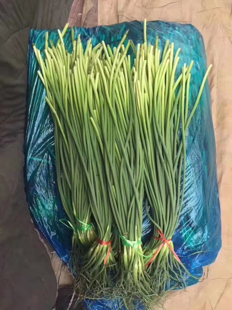 冷库蒜薹大量出售，货源充足，价格便宜，全国发货