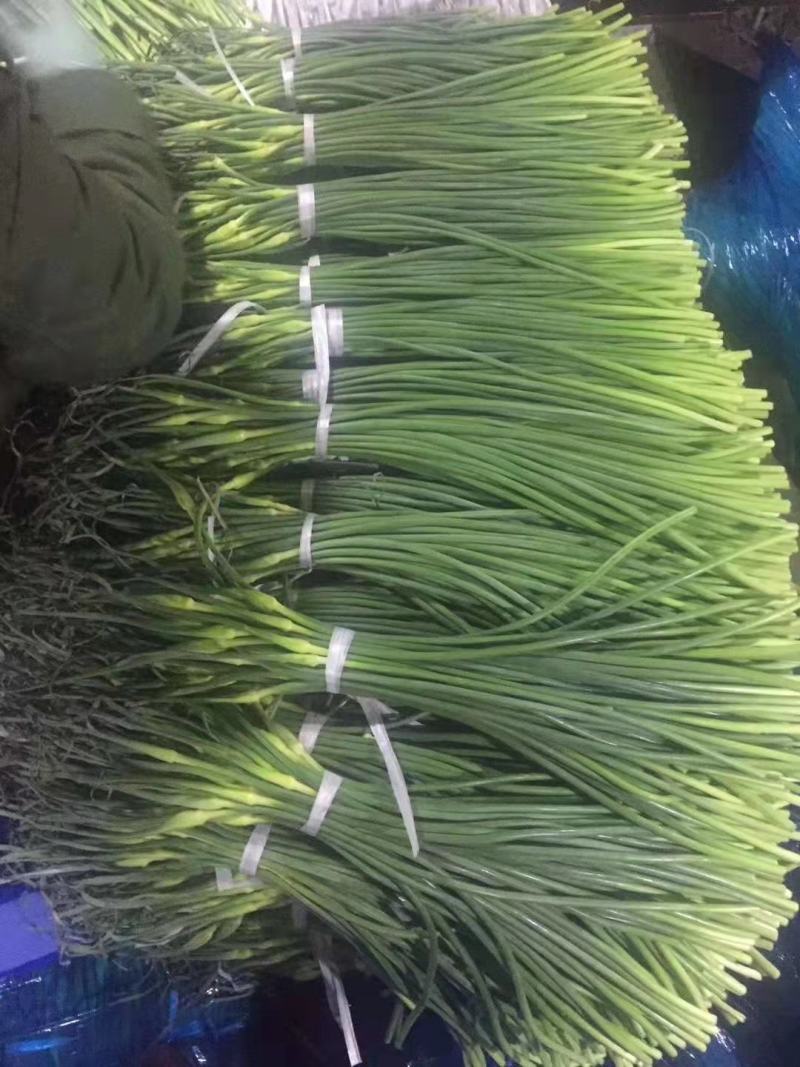 冷库蒜薹大量出售，货源充足，价格便宜，全国发货