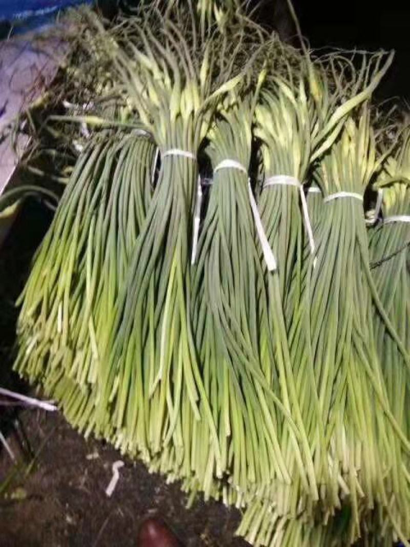 冷库白薹蒜薹大量现货出售货源充足，质优价廉，全国发货