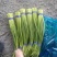 冷库白薹蒜薹大量现货出售货源充足，质优价廉，全国发货