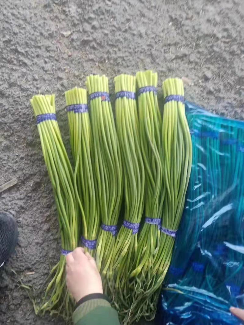 冷库白薹蒜薹大量现货出售货源充足，质优价廉，全国发货