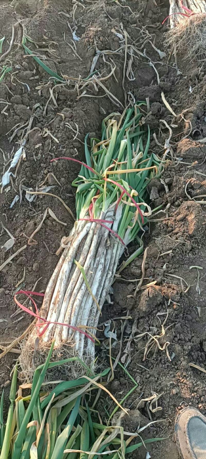 陕西省正宗长白大葱，铁杆钢葱白长杆硬，欢迎来电