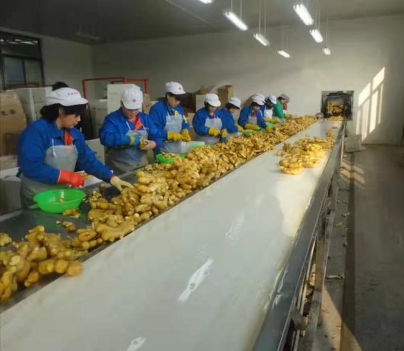 [推荐]山东大大黄产地一手货源，带土水洗烘干供应全国发货