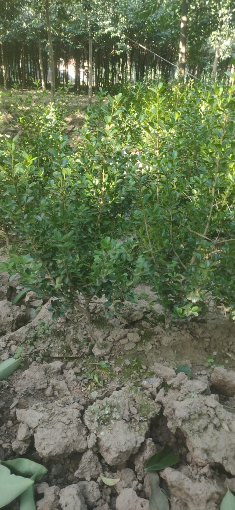 批发桂花苗，枇杷苗，大量供应各种工程苗