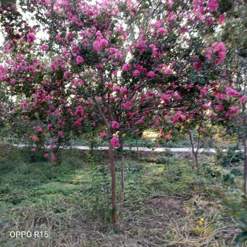 批发桂花苗，枇杷苗，大量供应各种工程苗