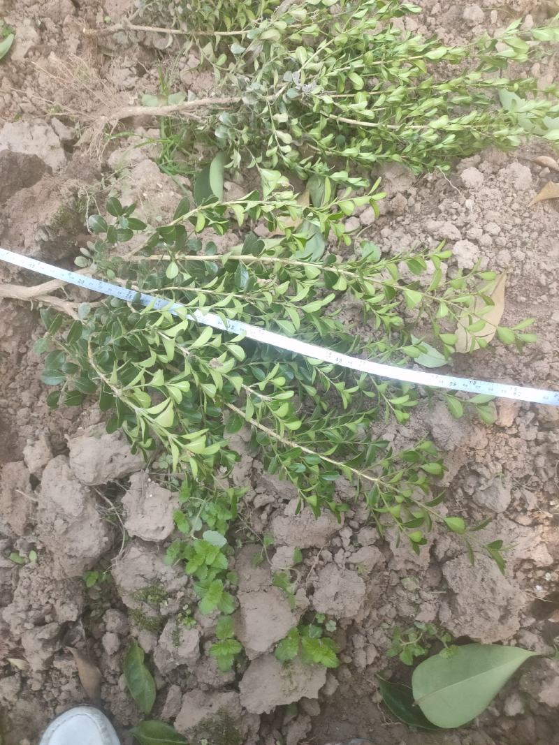 批发桂花苗，枇杷苗，大量供应各种工程苗