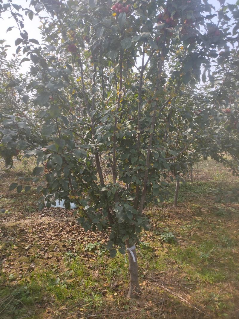 批发桂花苗，枇杷苗，大量供应各种工程苗