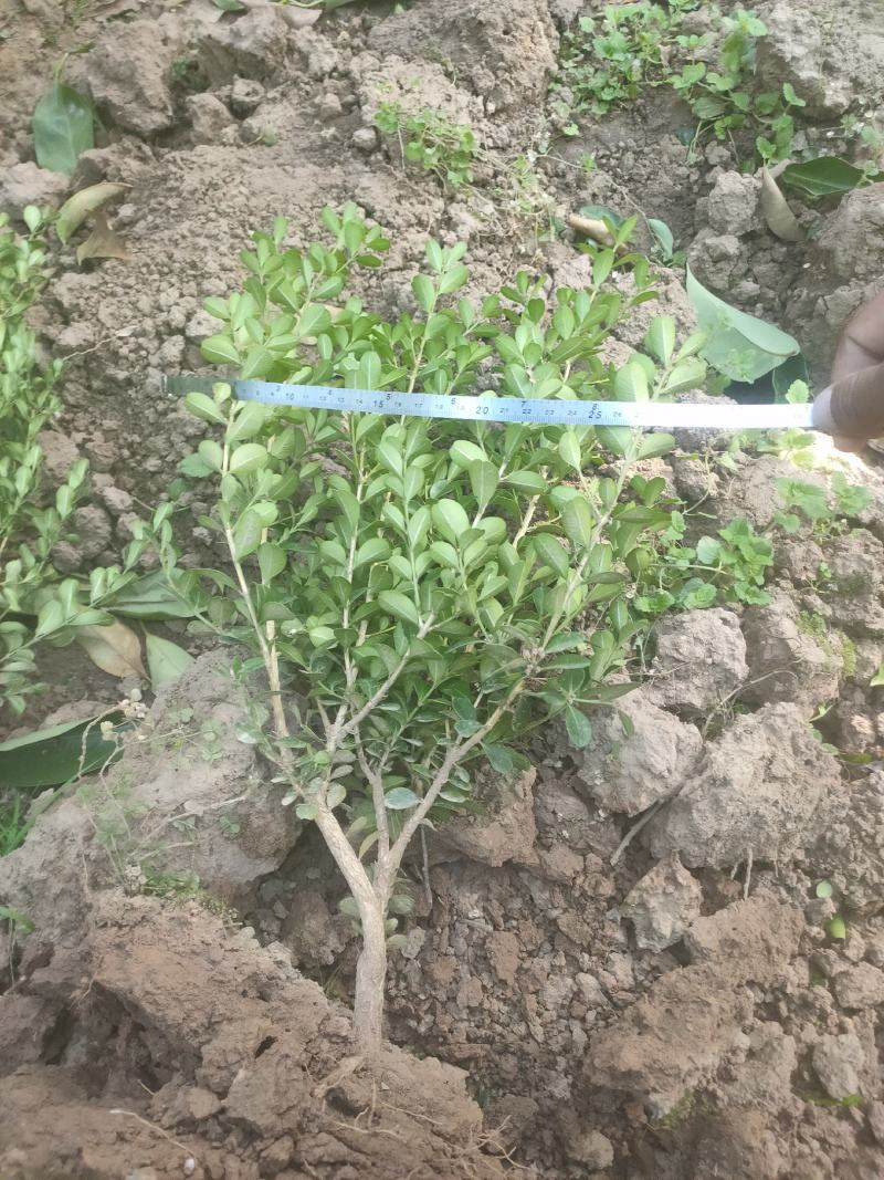 批发桂花苗，枇杷苗，大量供应各种工程苗