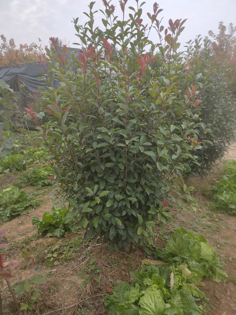 批发桂花苗，枇杷苗，大量供应各种工程苗