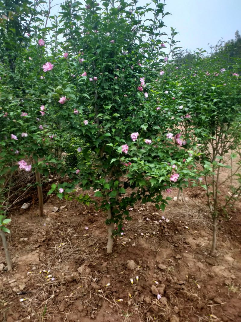 批发桂花苗，枇杷苗，大量供应各种工程苗