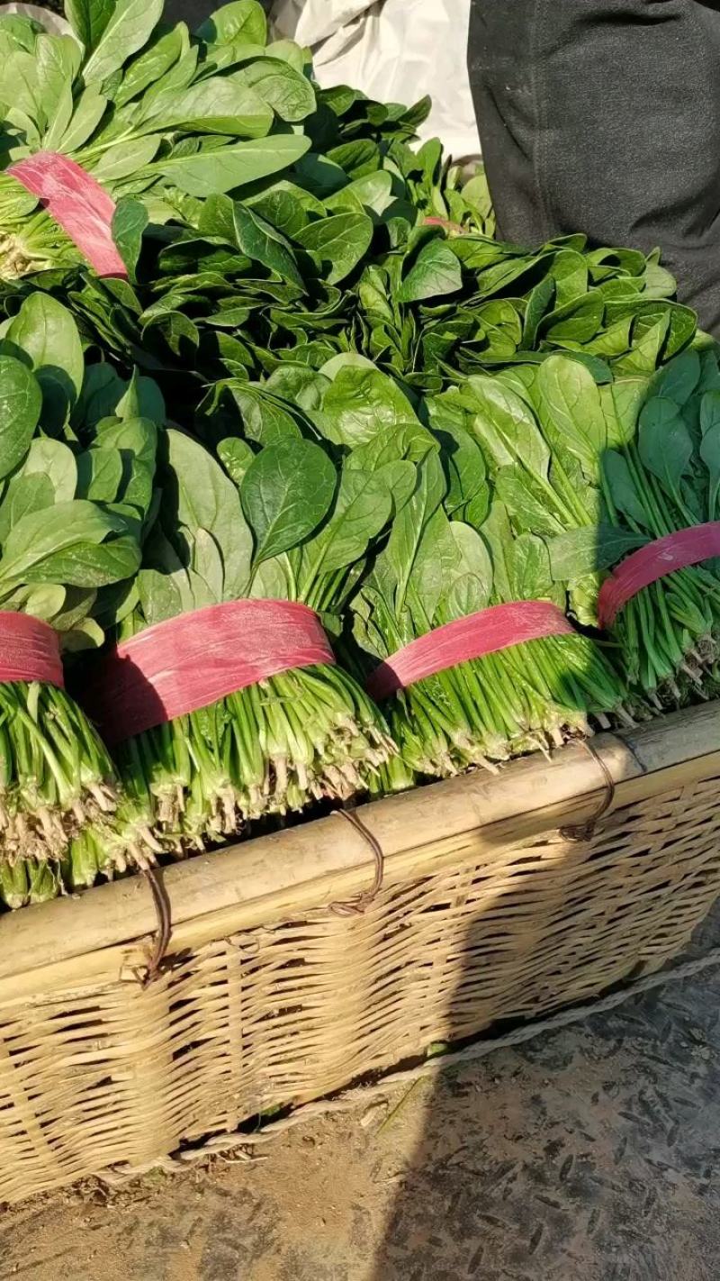 优质精品菠菜20~25厘米开始大量上市