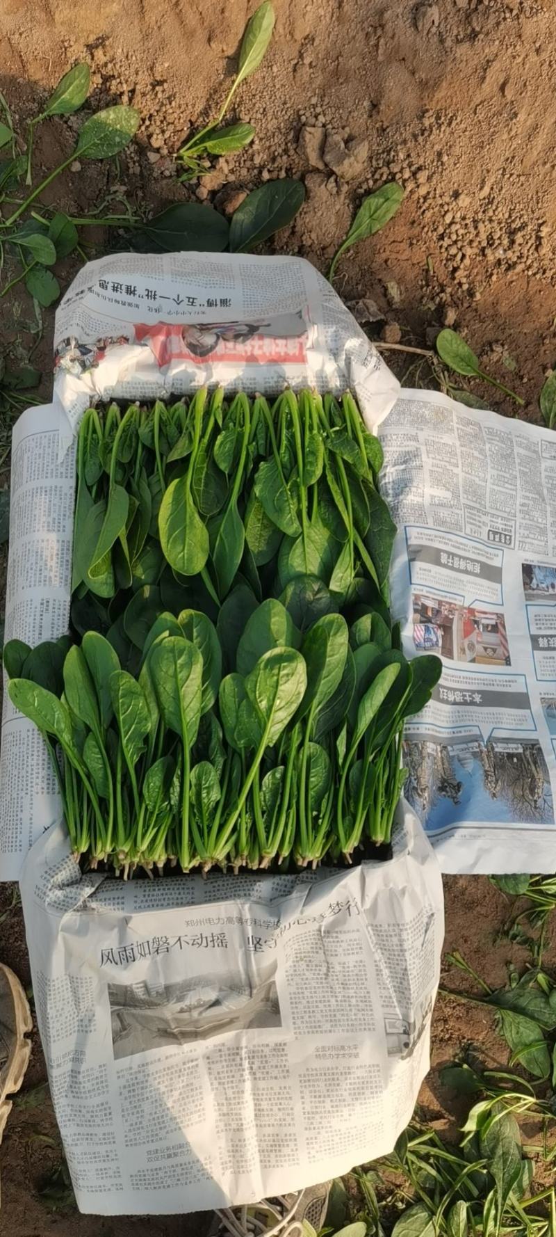 优质精品菠菜20~25厘米开始大量上市