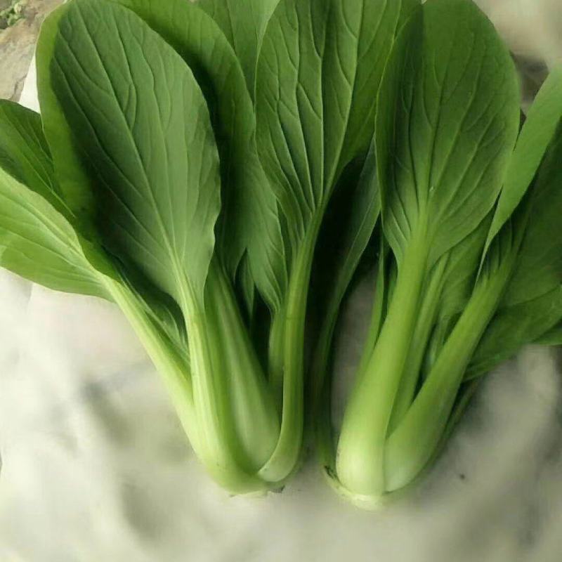 苏州油菜