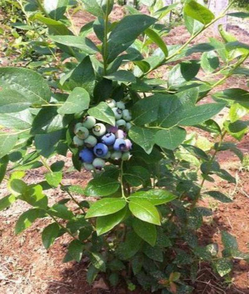 蓝莓种子蓝莓树苗种子阳台盆栽果园庭院蓝梅树果树苗种子
