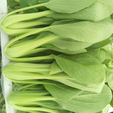 陕西油菜