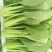 陕西油菜