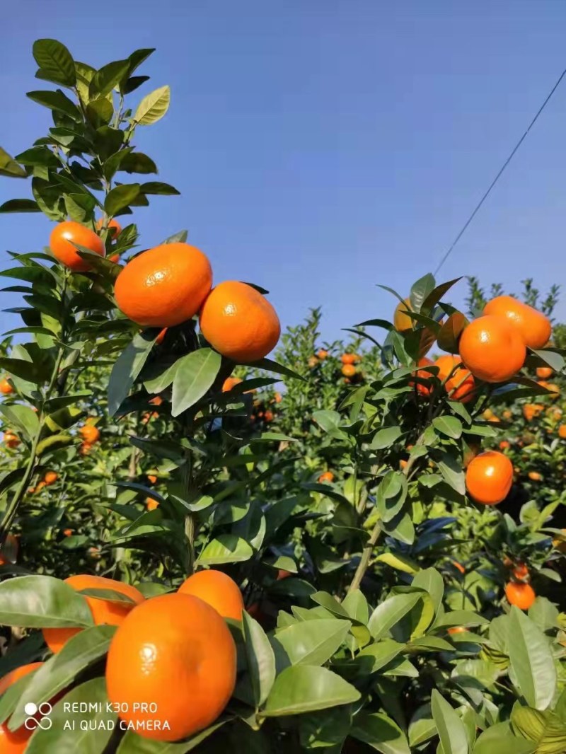 广西灌阳精品默科特正在上市中，个头均匀，果皮超靓