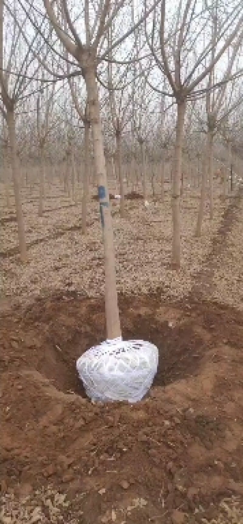 金叶复叶戚郑州金叶复叶戚焦作金叶复叶戚