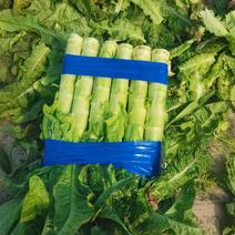 莴笋香莴苣55公分无空心莴苣1斤左右肉绿万亩台州莴苣基地