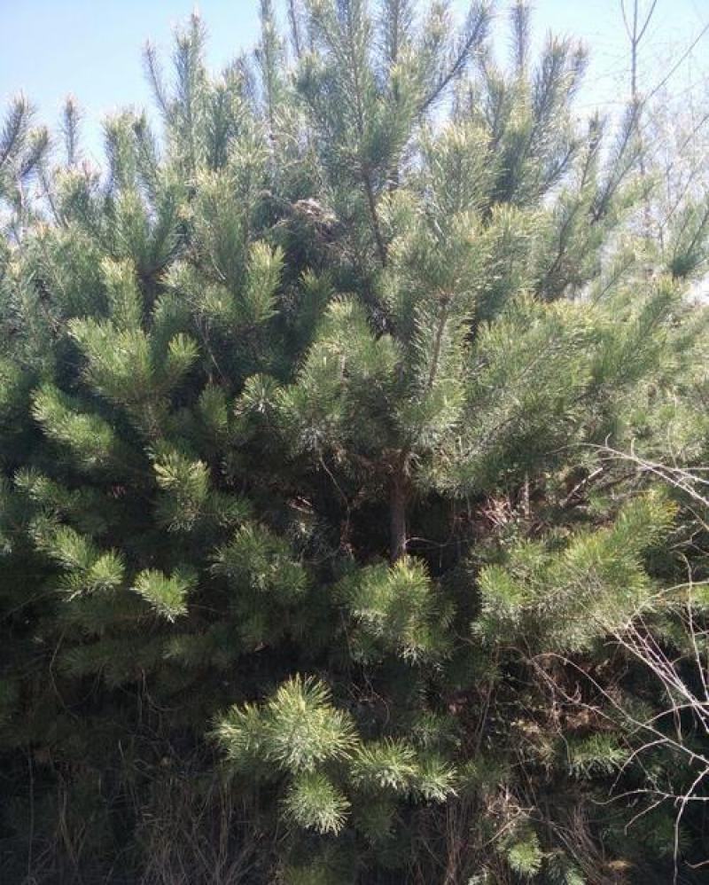 樟子松树种子海拉尔松蒙古赤松西伯利亚松黑河赤松抗寒松树木