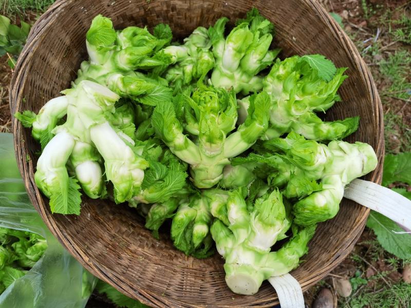 儿菜精品儿菜早熟中熟儿菜