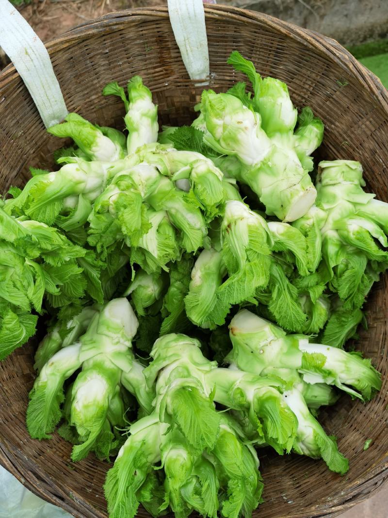 儿菜精品儿菜早熟中熟儿菜