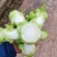 儿菜精品儿菜早熟中熟儿菜