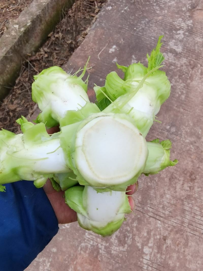 儿菜精品儿菜早熟中熟儿菜
