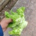 儿菜精品儿菜早熟中熟儿菜