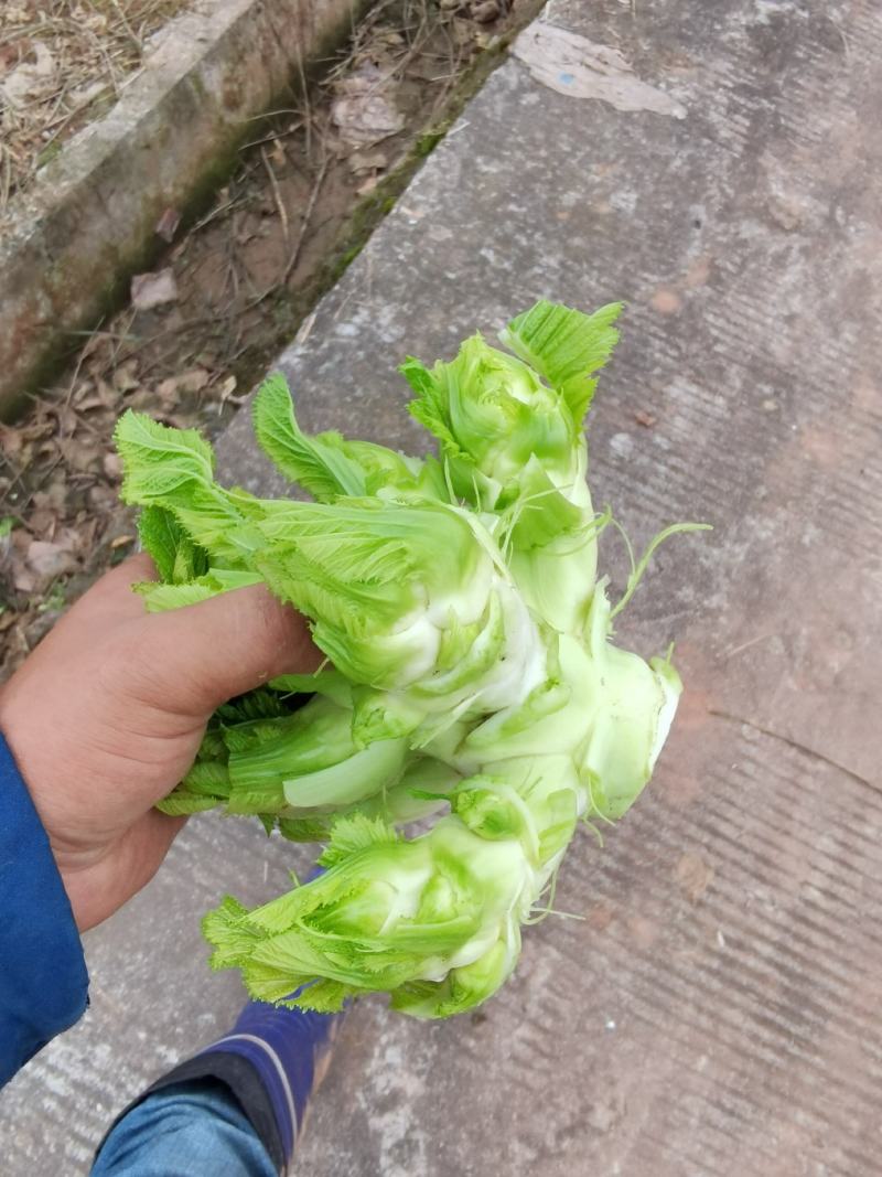 儿菜精品儿菜早熟中熟儿菜